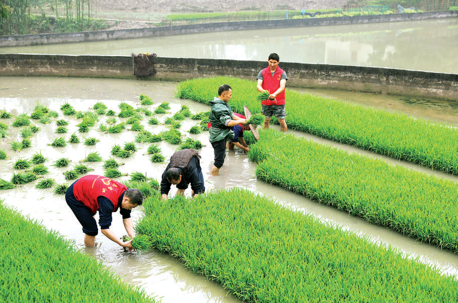 贵州赤水市在做好疫情防控的同时，组织党员干部帮助劳弱户、缺劳户抢栽秧苗。